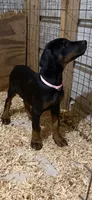 Black female pink collar , a female Doberman Pinscher for sale in Lula, GA – 5 of 8