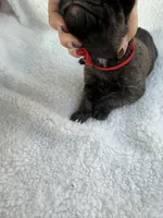 Brindle male red collar, a male Cane Corso for sale in Lula, GA – 2 of 6