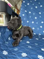 Blue female green collar , a female Cane Corso for sale in Lula, GA – 2 of 5