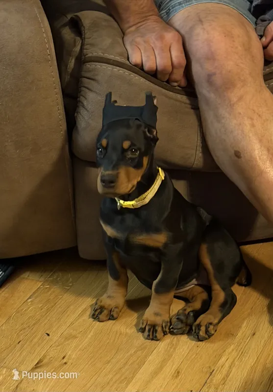 Black female yellow collar  – Doberman Pinscher puppy for sale in Lula, GA