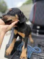 Black Female, a female Doberman Pinscher for sale in Lula, GA – 2 of 4