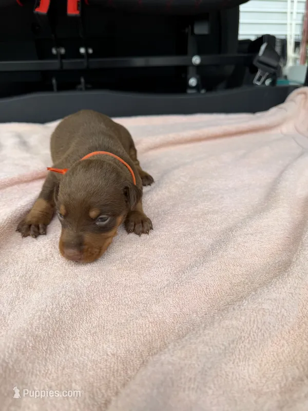 Red female  – Doberman Pinscher puppy for sale in Lula, GA