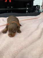 Red female , a female Doberman Pinscher for sale in Lula, GA – 1 of 7