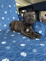 Brindle boy 2 , a male Cane Corso for sale in Lula, GA – 5 of 5