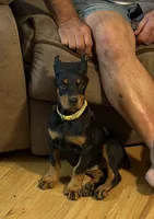 Black female yellow collar , a male Doberman Pinscher for sale in Lula, GA – 2 of 4