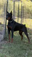Blue male red collar , a male Doberman Pinscher for sale in Lula, GA – 7 of 7