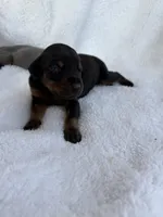 Black male, a male Doberman Pinscher for sale in Lula, GA – 2 of 4