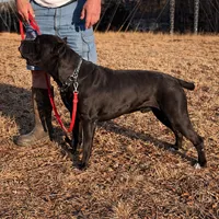 Blue girl pink collar. , a female Cane Corso for sale in Lula, GA – 8 of 10