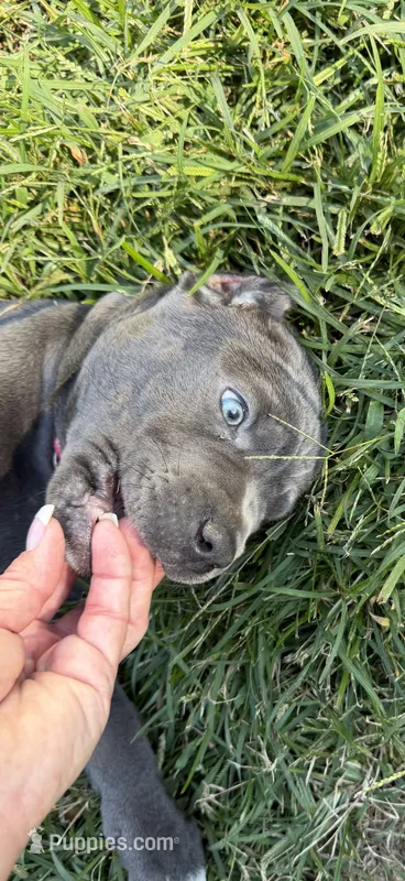 Blue girl pink collar.  – Cane Corso puppy for sale in Lula, GA