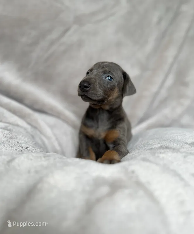 Blue – Doberman Pinscher puppy for sale in Lula, GA