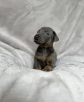 Blue, a female Doberman Pinscher for sale in Lula, GA – 1 of 6