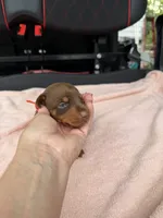 Red female , a female Doberman Pinscher for sale in Lula, GA – 5 of 7