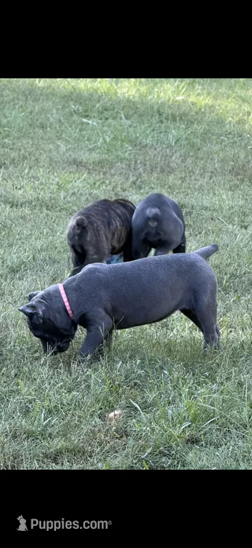 Blue girl pink collar.  – Cane Corso puppy for sale in Lula, GA