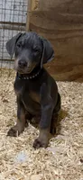 Blue boy black collar, a male Doberman Pinscher for sale in Lula, GA – 4 of 8