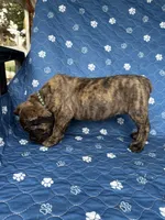 Brindle boy , a male Cane Corso for sale in Lula, GA – 3 of 6