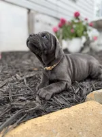 Blue female ears cropped , a female Cane Corso for sale in Lula, GA – 6 of 6