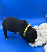 processed/1d69eca0-88fe-44ac-86a6-6f67cd0775ef/listing/53ad0c53-5527-454f-83a4-160835055ec2/1cfebf8b-5572-4c4f-994c-58b41c793dda