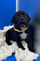 processed/1d69eca0-88fe-44ac-86a6-6f67cd0775ef/listing/53ad0c53-5527-454f-83a4-160835055ec2/f733d9d5-3116-4e7f-b081-b066a5a3c90b