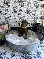 Red female green collar, a female Doberman Pinscher for sale in Lula, GA – 7 of 7