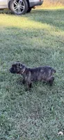 Brindle boy, a male Cane Corso for sale in Lula, GA – 3 of 7