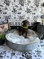 Red female green collar, a female Doberman Pinscher for sale in Lula, GA – 6 of 7