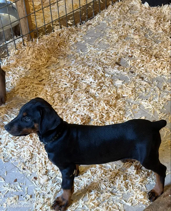 Black female  – Doberman Pinscher puppy for sale in Lula, GA