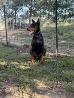 Black female , a female Doberman Pinscher for sale in Lula, GA – 6 of 9