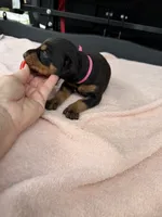 Black female , a female Doberman Pinscher for sale in Lula, GA – 4 of 6