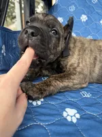 Brindle boy , a male Cane Corso for sale in Lula, GA – 2 of 6