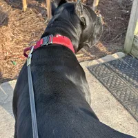 Black/red hugh, a female Cane Corso for sale in Lula, GA – Photo 9 of 9
