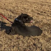 Black/red hugh, a female Cane Corso for sale in Lula, GA – Photo 5 of 9