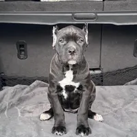 Black/red hugh, a female Cane Corso for sale in Lula, GA – Photo 1 of 9