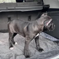 Black/red hugh, a female Cane Corso for sale in Lula, GA – Photo 3 of 9