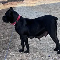 Black/red hugh, a female Cane Corso for sale in Lula, GA – Photo 8 of 9
