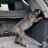 Black/red hugh, a female Cane Corso for sale in Lula, GA – Photo 2 of 9