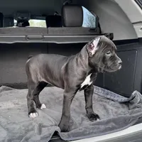 Black/red hugh, a female Cane Corso for sale in Lula, GA – Photo 4 of 9