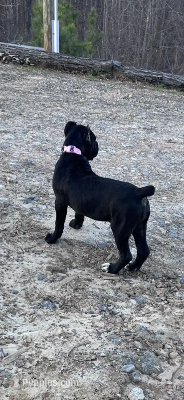 Black/red hugh – Cane Corso puppy for sale in Lula, GA