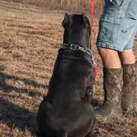 Black/red hugh, a female Cane Corso for sale in Lula, GA – Photo 7 of 9