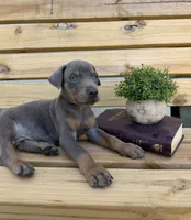 Blue male Doberman, a male Doberman Pinscher for sale in Lula, GA – 4 of 4