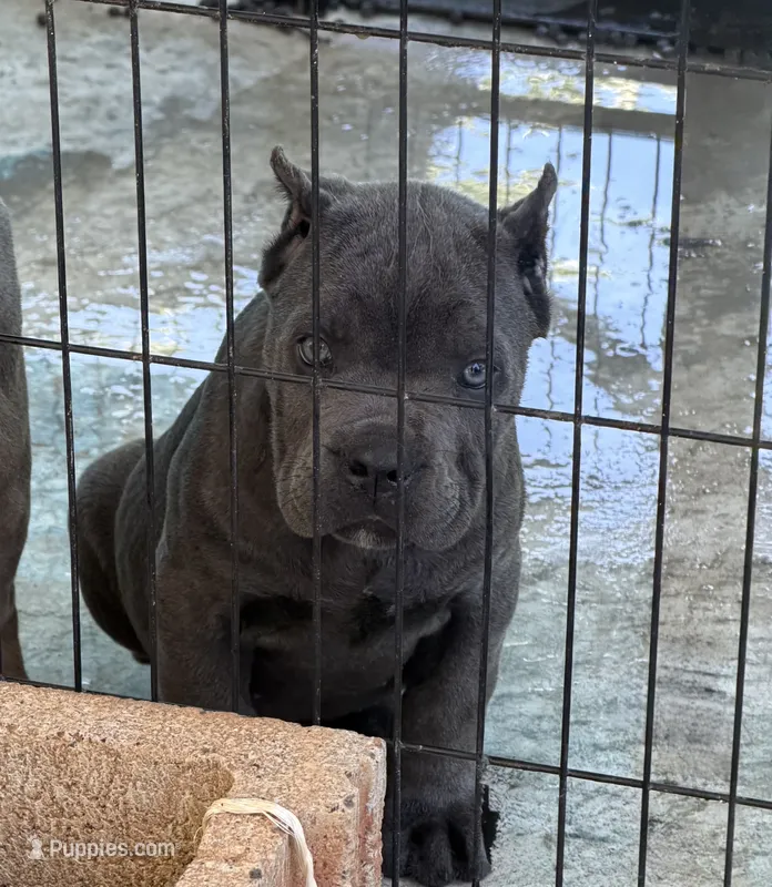 Blue Female – Cane Corso puppy for sale in Lula, GA