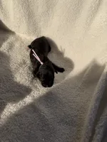 Black female pink collar , a female Cane Corso for sale in Lula, GA – 4 of 4