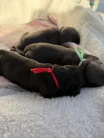 Black male red collar , a male Cane Corso for sale in Lula, GA – 3 of 4