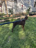 Black male blue collar.  , a male Doberman Pinscher for sale in Lula, GA – 5 of 6