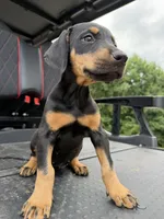 Black Female, a female Doberman Pinscher for sale in Lula, GA – 4 of 4