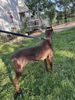 Blue, a female Doberman Pinscher for sale in Lula, GA – 6 of 6