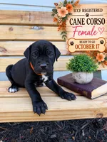 Black female orange collar , a female Cane Corso for sale in Lula, GA – 1 of 2