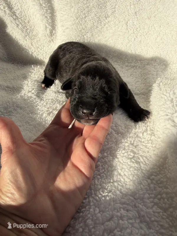Black female  – Cane Corso puppy for sale in Lula, GA