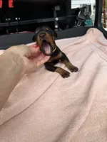 Black male , a male Doberman Pinscher for sale in Lula, GA – 1 of 6