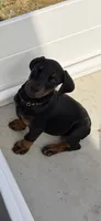 Black female , a female Doberman Pinscher for sale in Lula, GA – 3 of 9
