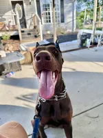 Blue, a female Doberman Pinscher for sale in Lula, GA – 4 of 6